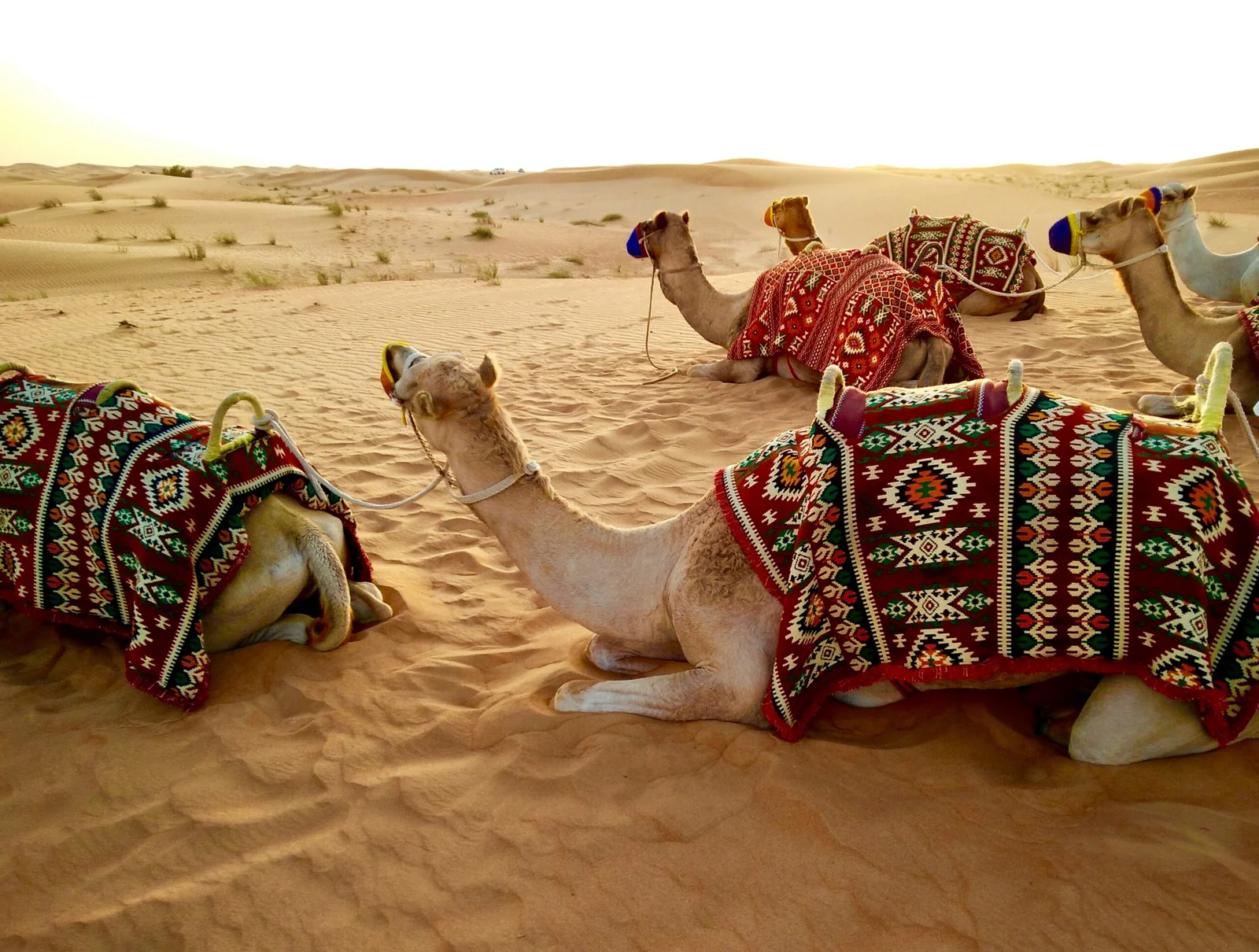 Epic Egypt to Dubai Grand Journey - 12 Days - allroyalegypt